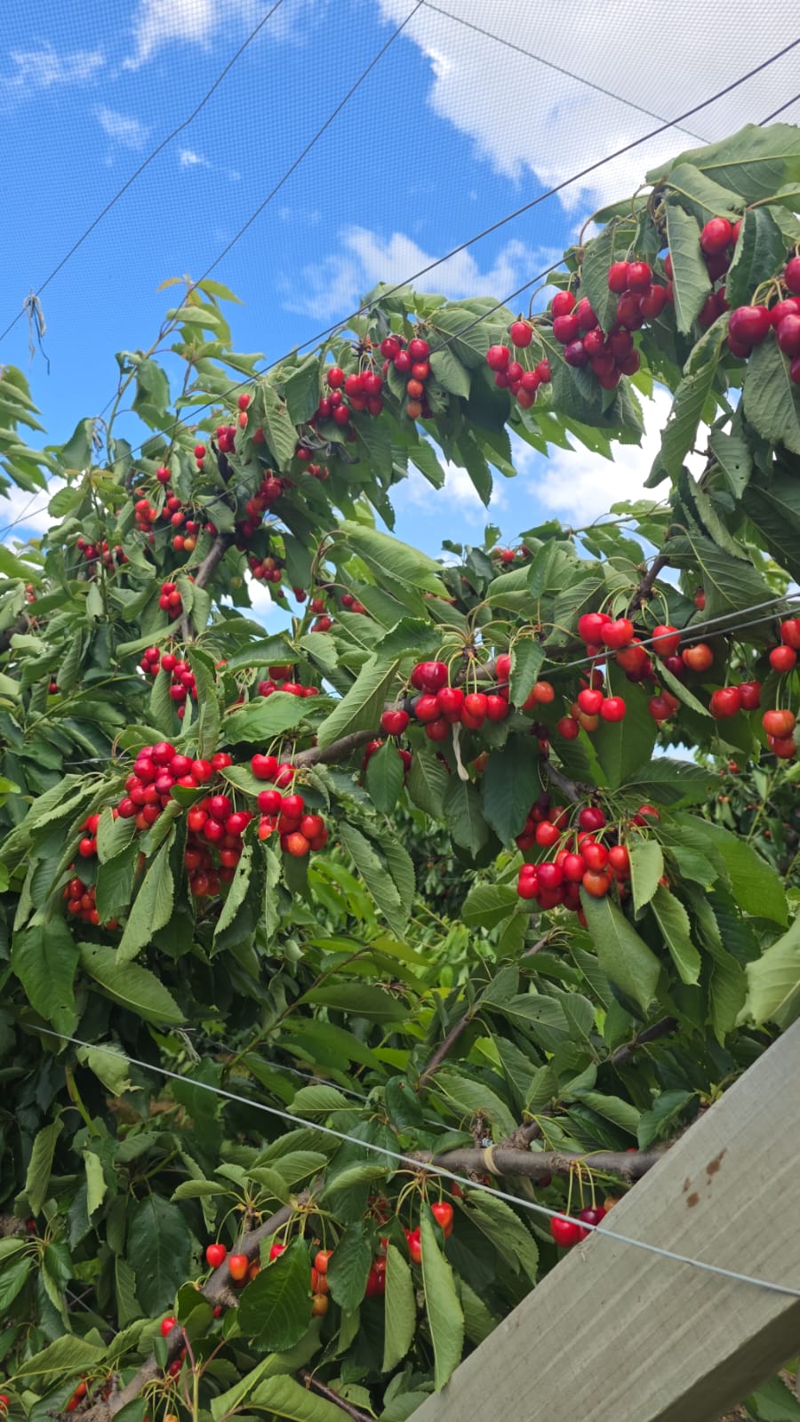 Ripe red cherries growing in a netted orchard beneath a blue sky